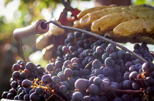 Travail de la vigne au Château Montlisse