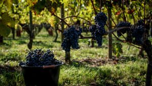 Vignoble Grand Cru Classé Saint Émilion