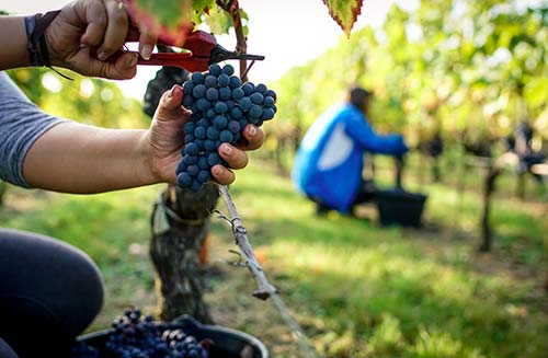 Travail de la vigne au Château la Clémence