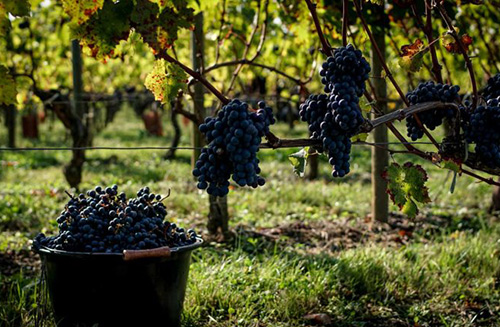 Travail de la vigne au Château la Clémence