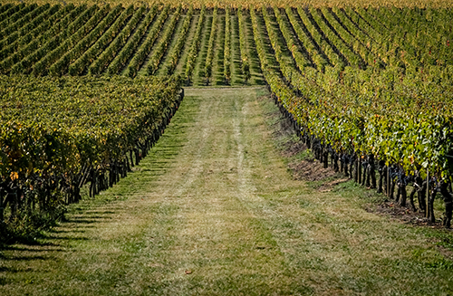 Travail de la vigne au Château Destieux