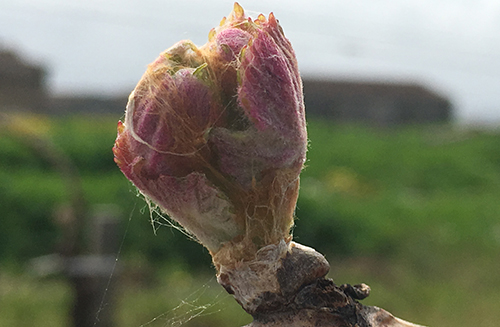 Travail de la vigne au Château Destieux