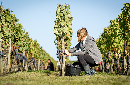 Travail de la vigne au Château Destieux